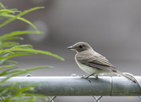 Eastern Wood Pewee 3066